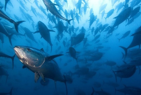FedAgriPesca: “La rotta italiana del tonno rosso. Business da 100 mln”