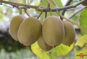 Advanced selection kiwifruit cultivars at Kerikeri Research Orchard.