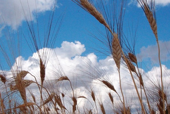 Cooperativa Agricola GIROLOMONI: oltre il biologico