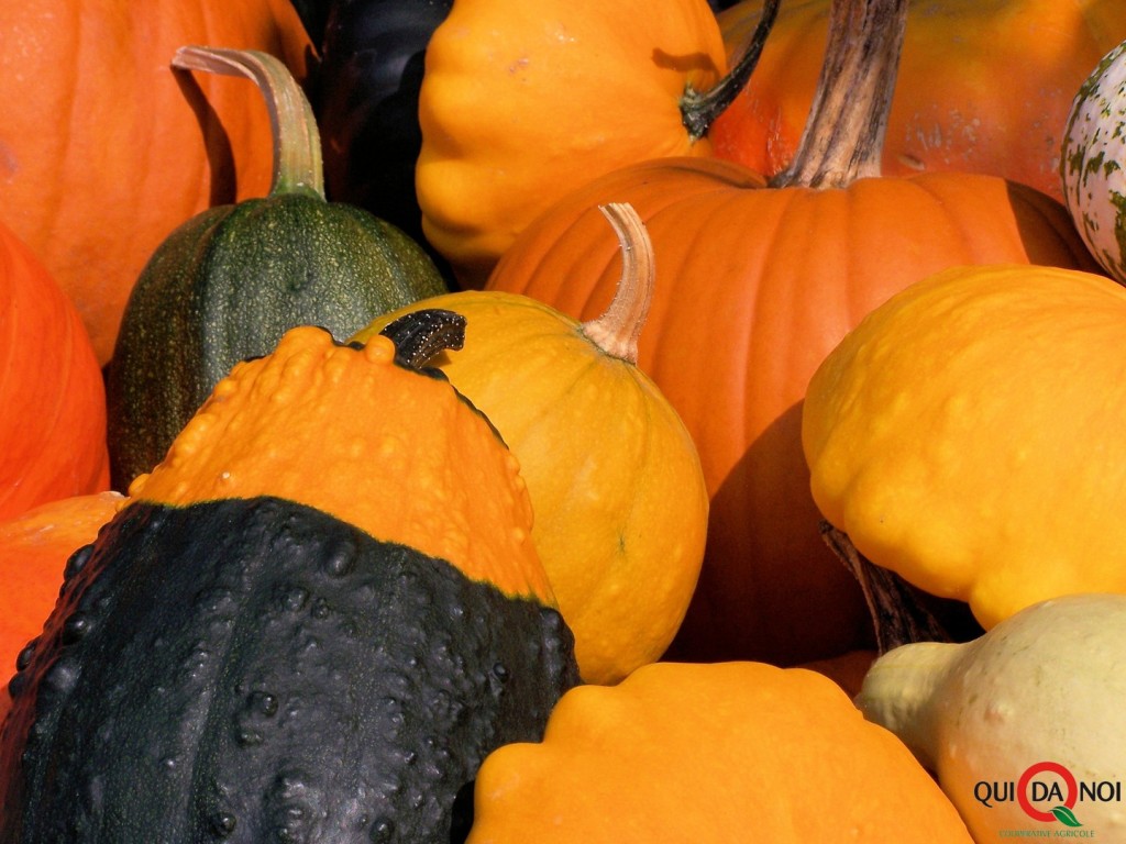 stockvault-colorful-pumpkins-in-fall106329