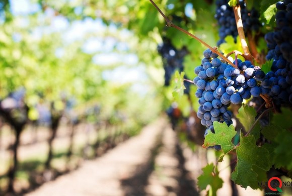 Un buon bicchiere di Lambrusco? Brindiamo all’Unione Europea con Carlo PICCININI!