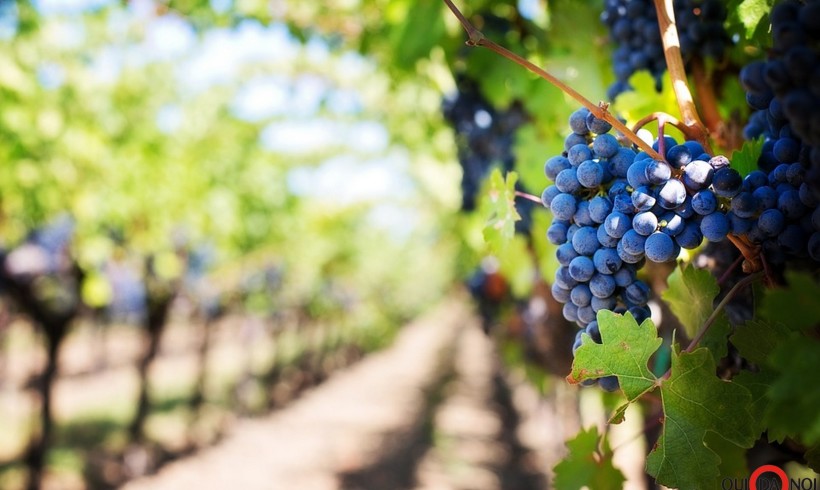 Un buon bicchiere di Lambrusco? Brindiamo all’Unione Europea con Carlo PICCININI!