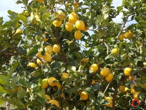 lemon tree