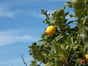 limone