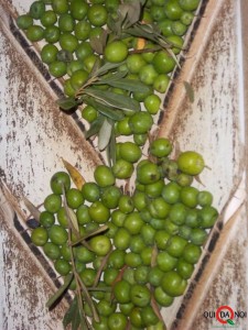 olive 6