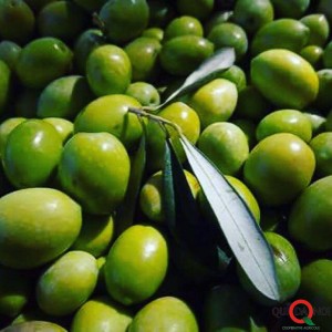 olive