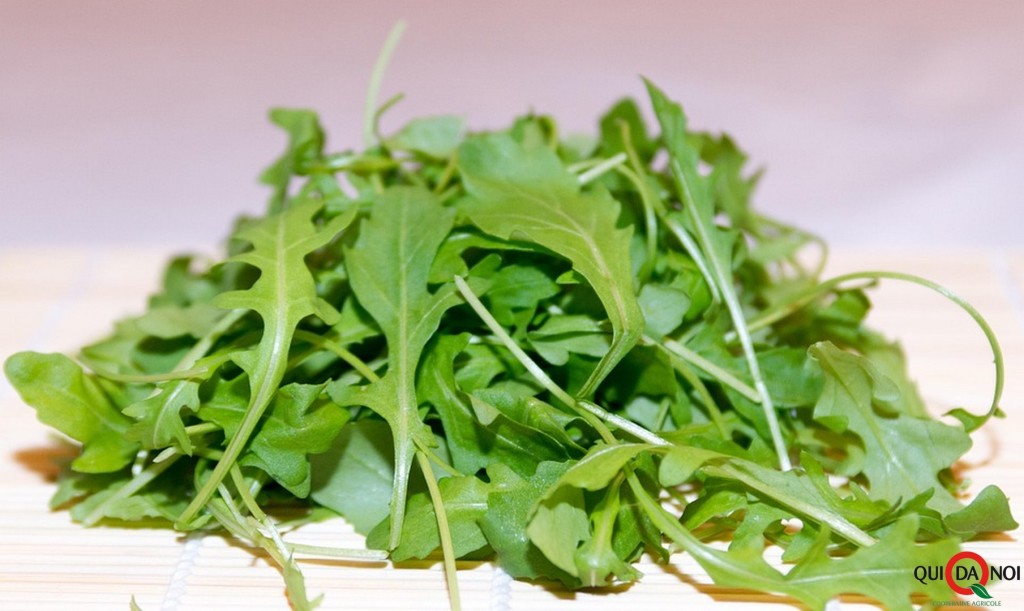 rucola_banfi