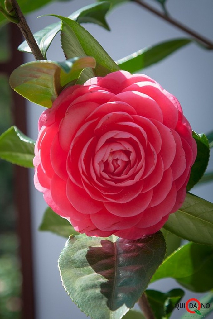 camelia.tradizione