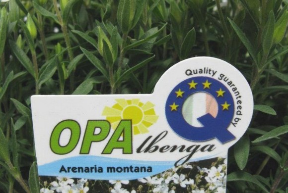 OPAlbenga: fiori e piante aromatiche della Riviera Ligure