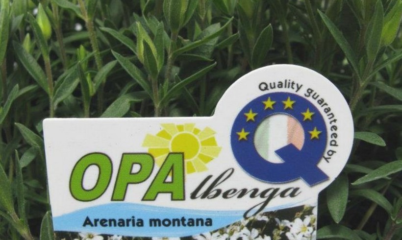 OPAlbenga: fiori e piante aromatiche della Riviera Ligure