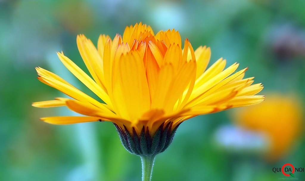 calendula_tradizione