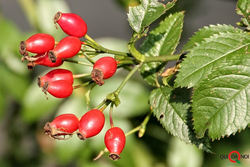 rosa canina_tradizione