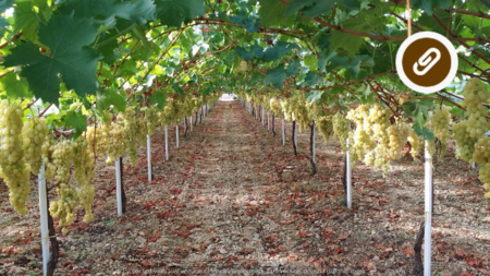 A SCUOLA DI VENDEMMIA!