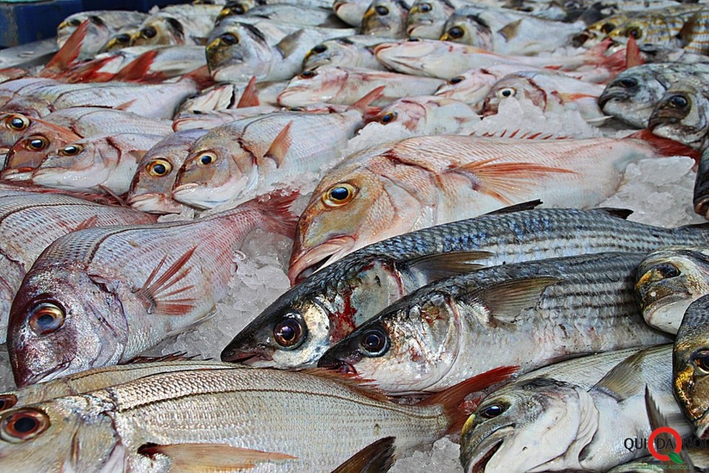 pesce_dieta-da-rientro