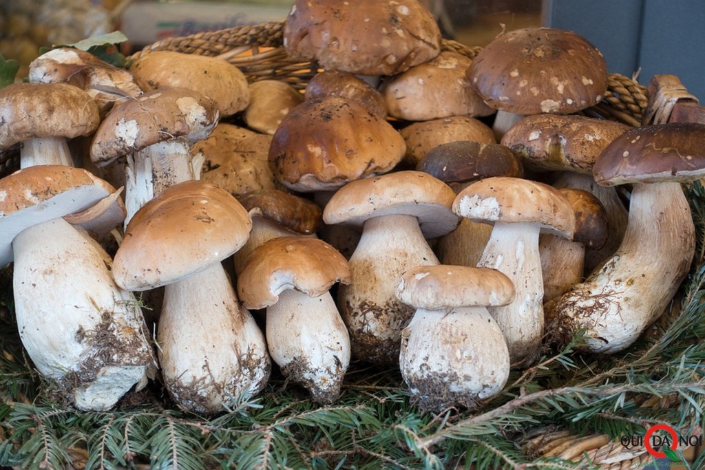 funghi-cesta