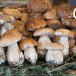 Andar per funghi. Tradizione e saperi popolari