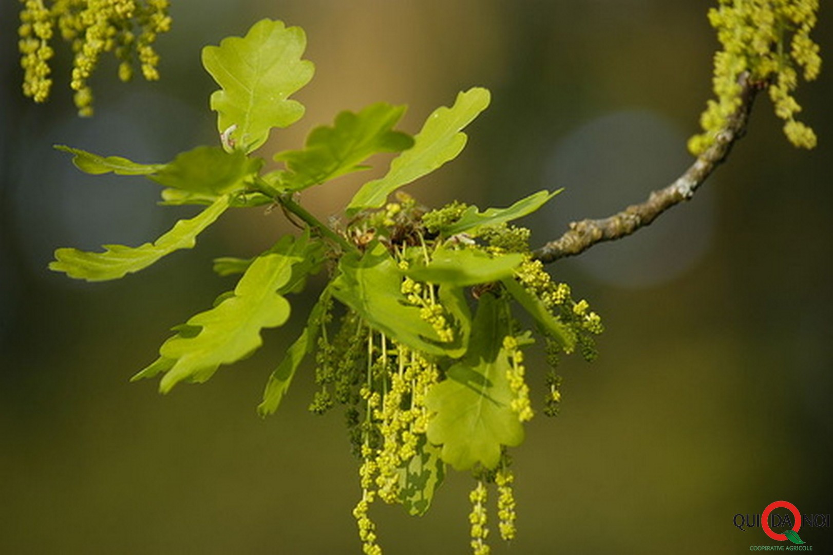 Quercia