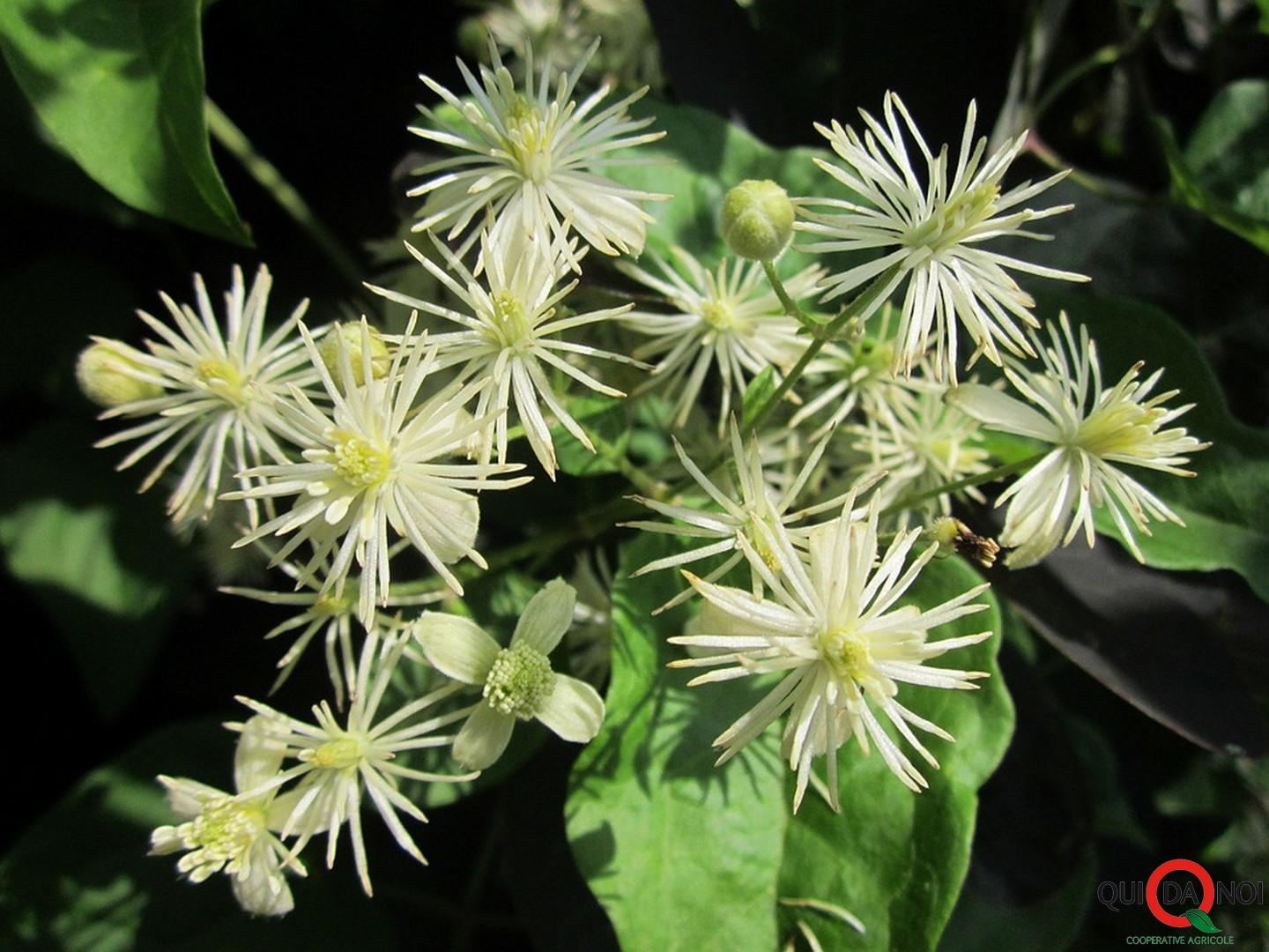 Clematis