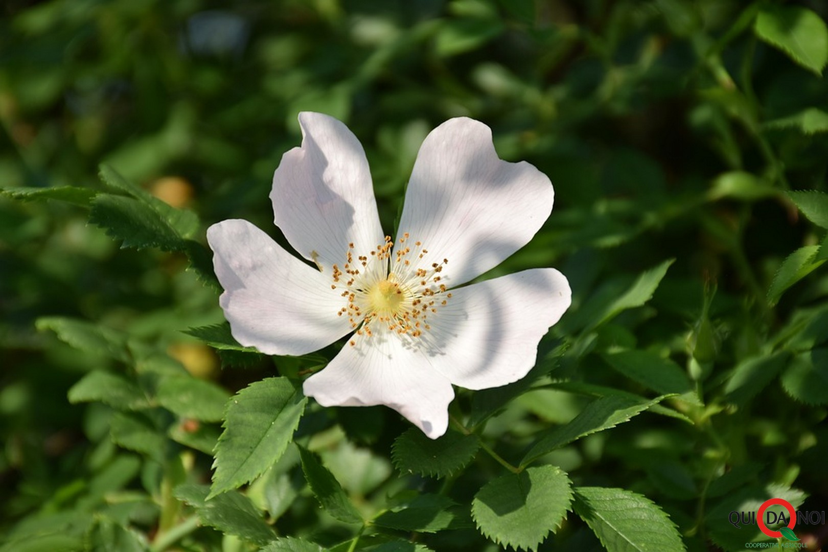 Rosa canina