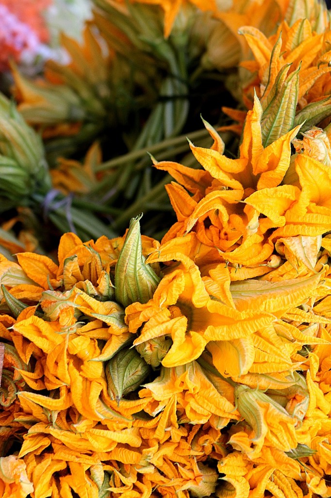 fiori di zucca