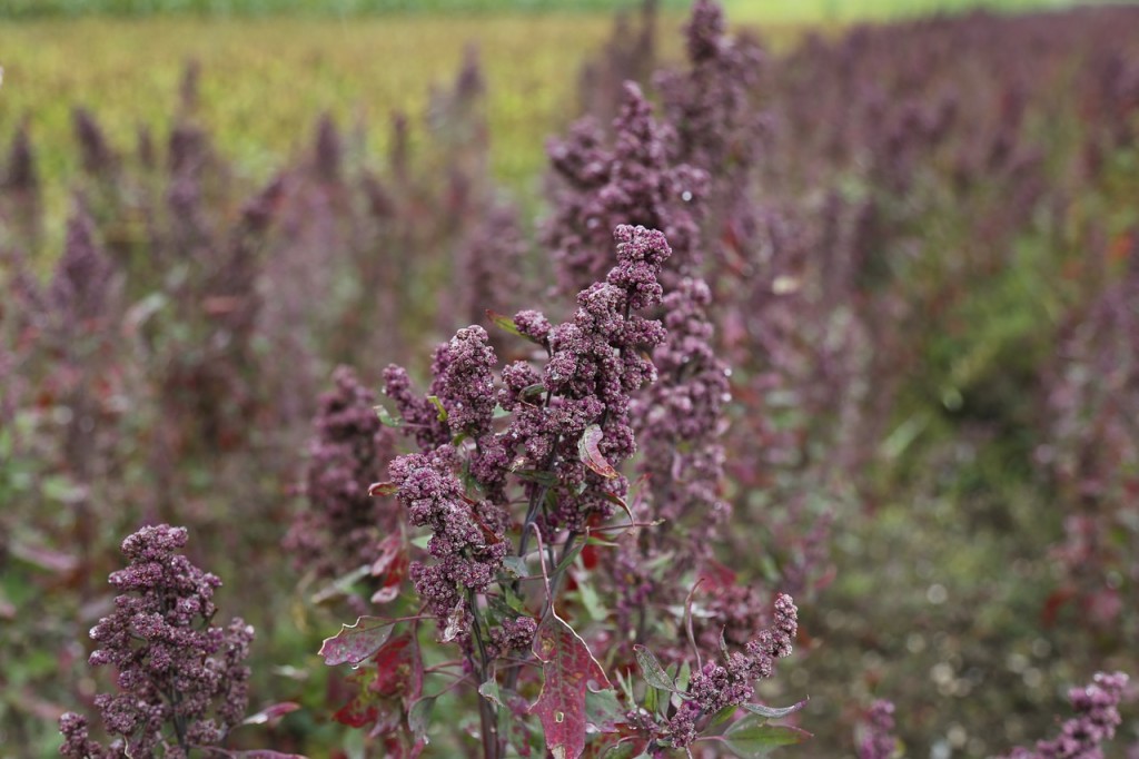 quinoa-897678_1280