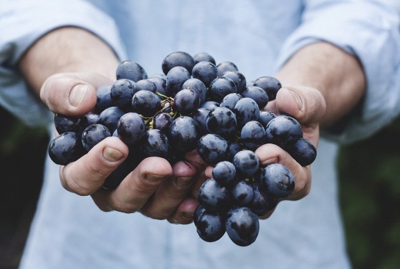 Alleanza delle Coop.ve Italiane-Agroalimentare e AssoDistil: il vino per produrre igienizzanti