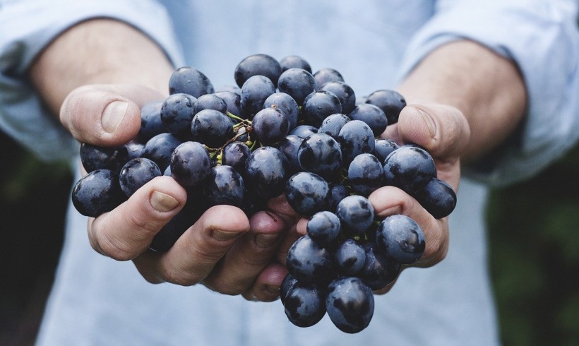 Alleanza delle Coop.ve Italiane-Agroalimentare e AssoDistil: il vino per produrre igienizzanti