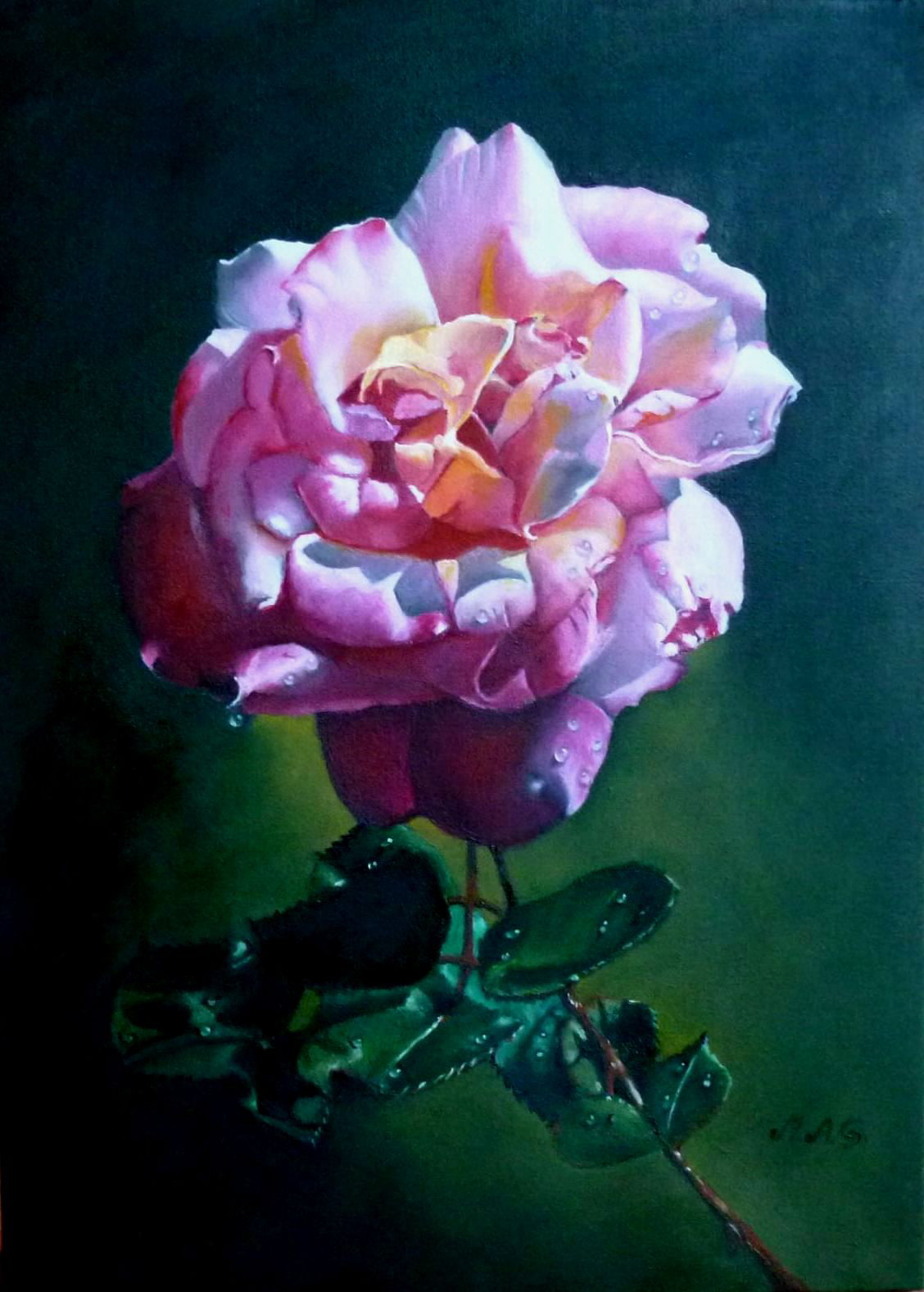 Rosa rosa omaggio ad Antonov-Grassi