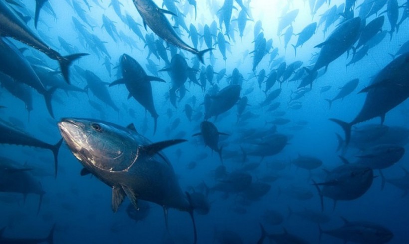 FedAgriPesca: “La rotta italiana del tonno rosso. Business da 100 mln”