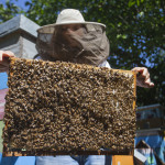 Giornata mondiale delle Api. Il contributo delle donne in apicoltura