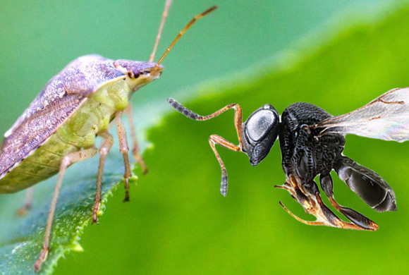 Un esercito di vespe samurai per contrastare la cimice asiatica