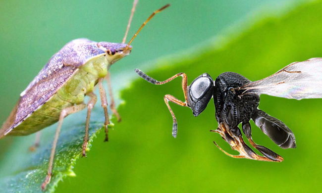 Un esercito di vespe samurai per contrastare la cimice asiatica