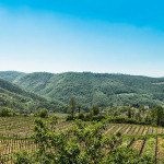 La cantina Colli Euganei lancia il nuovo marchio VO’ insieme al comune