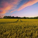 “Spighe verdi” alle località italiane che promuovono uno sviluppo rurale sostenibile