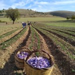 Abruzzo. Degustazione ed esperienza sullo Zafferano dell’Aquila DOP