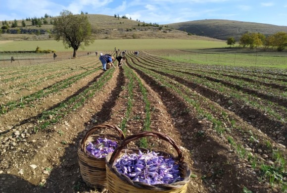 Abruzzo. Degustazione ed esperienza sullo Zafferano dell’Aquila DOP