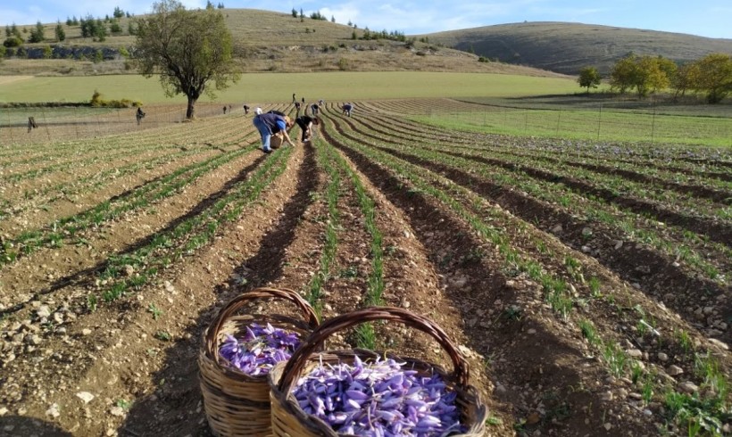 Abruzzo. Degustazione ed esperienza sullo Zafferano dell’Aquila DOP