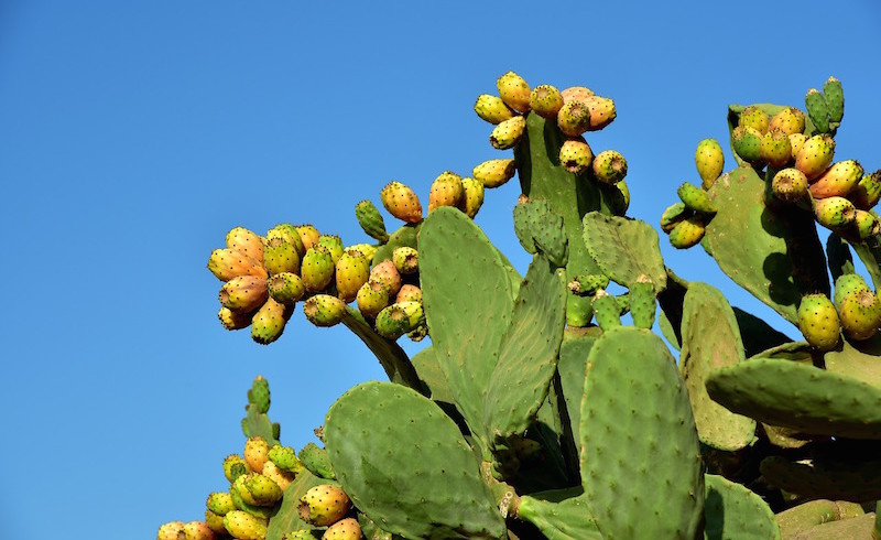 Fichi d’India. Proprietà, benefici e ricette