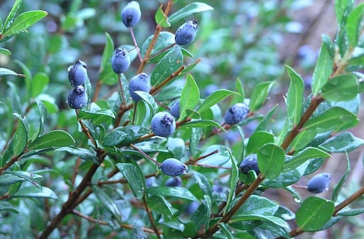 Mirto. Il vero “pepe” del Mediterraneo